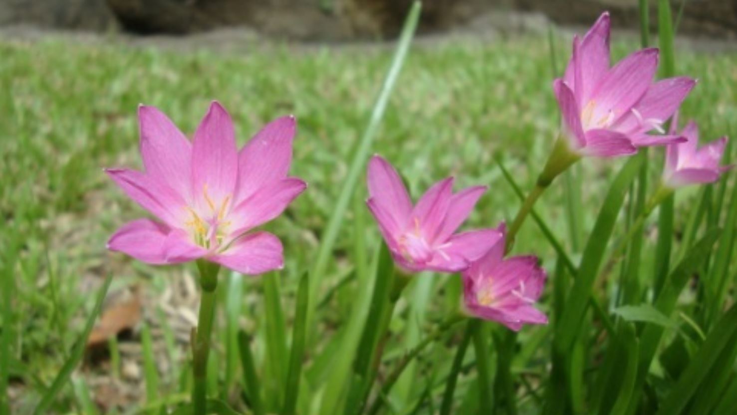 Cách chăm sóc cây Huệ Mưa